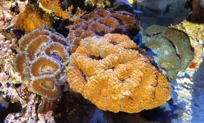 Acan_sonne.JPG