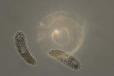 Brown Jelly1.JPG