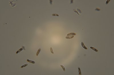 Brown Jelly2.JPG