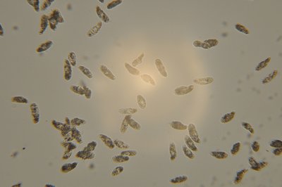 Brown Jelly3.JPG