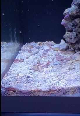 Cyano..JPG