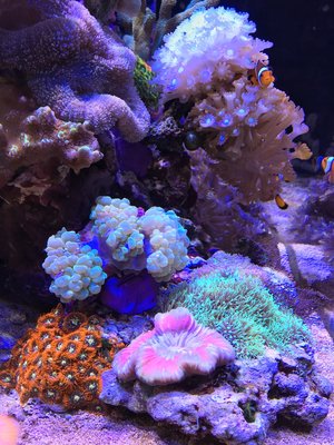 IMG_1515.JPG