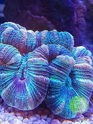 LogoLicious_20170307_214819.jpg