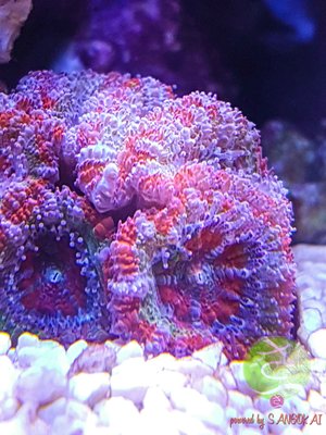 LogoLicious_20170307_215039.jpg