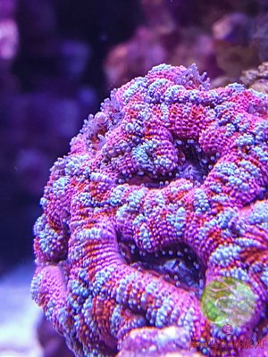 LogoLicious_20170307_215051.jpg