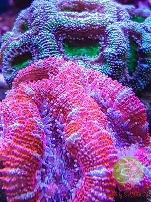 LogoLicious_20170307_215103.jpg
