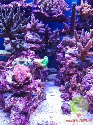 LogoLicious_20170307_215116.jpg