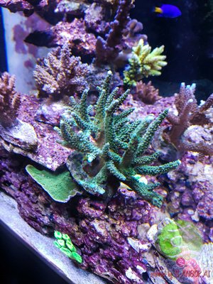 LogoLicious_20170307_214911.jpg