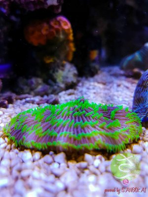 LogoLicious_20170309_205718.jpg