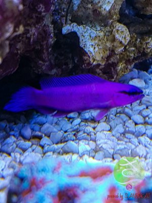 LogoLicious_20170309_205805.jpg