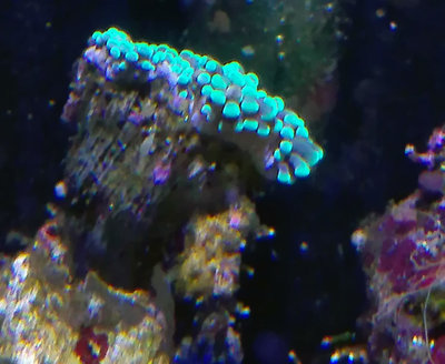 kranke-Euphylia.jpg