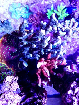 LRM_EXPORT_20170413_205754-1152x1536.jpg