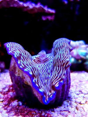LRM_EXPORT_20170413_210808-1152x1536.jpg
