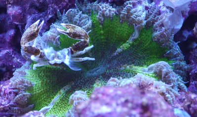Anemone.jpg