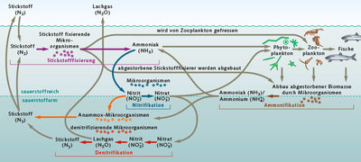 Stickstoffkreislauf.jpg