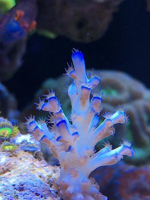 e.icefire
