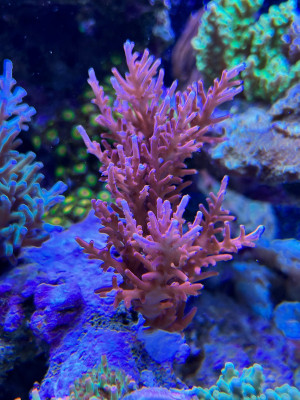 Acropora Red Dragon