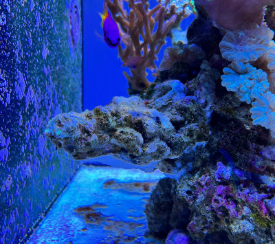 Faustgroßer Brocken Lebendgestein mit EcoTech Coral Glue geklebt