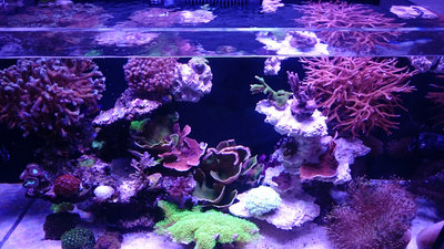 DSC_1415.JPG (860.04 KiB) 9533 mal betrachtet die Gesamtansicht wirkt deutlich dunkler als in Echt. Gerade zu den Seiten hin leuchtet die Lampe das Becken wirklich gut aus!